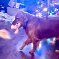 Yogi, a male Golden Retriever for sale in Oxford, NC – Photo 8 of 8