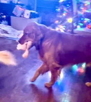 Yogi, a male Golden Retriever for sale in Oxford, NC – Photo 8 of 8