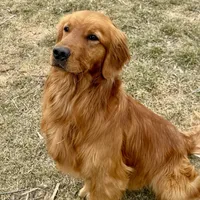 Yogi, a male Golden Retriever for sale in Oxford, NC – Photo 7 of 8