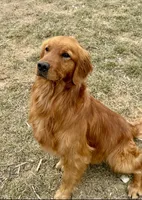 Yogi, a male Golden Retriever for sale in Oxford, NC – Photo 7 of 8