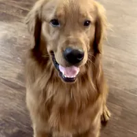 Yogi, a male Golden Retriever for sale in Oxford, NC – Photo 3 of 8