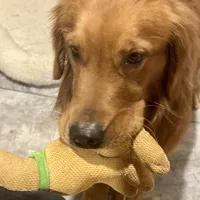 Yogi, a male Golden Retriever for sale in Oxford, NC – Photo 2 of 8