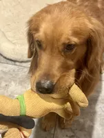 Yogi, a male Golden Retriever for sale in Oxford, NC – Photo 2 of 8