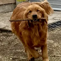 Yogi, a male Golden Retriever for sale in Oxford, NC – Photo 4 of 8