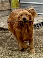 Yogi, a male Golden Retriever for sale in Oxford, NC – Photo 4 of 8