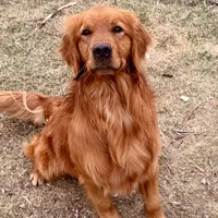 Yogi, a male Golden Retriever for sale in Oxford, NC – Photo 1 of 8