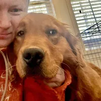 Yogi, a male Golden Retriever for sale in Oxford, NC – Photo 5 of 8