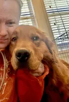 Yogi, a male Golden Retriever for sale in Oxford, NC – Photo 5 of 8