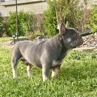Gucci, a male French Bulldog for sale in Oxford, NC – Photo 2 of 5