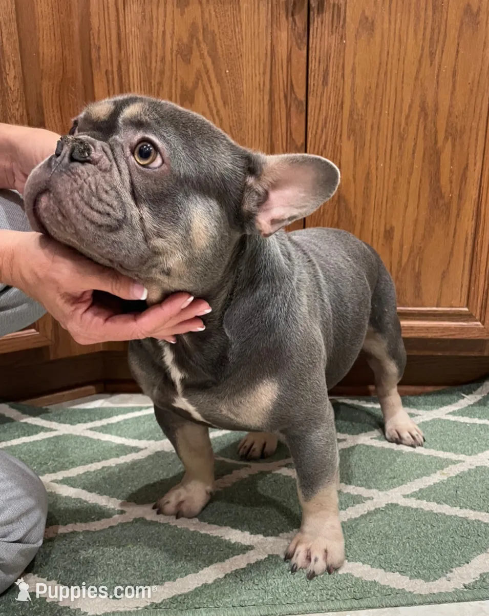 Gucci, a male French Bulldog for sale in Oxford, NC – Photo 5 of 5