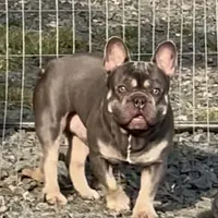 Gucci, a male French Bulldog for sale in Oxford, NC – Photo 1 of 5