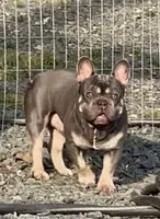 Gucci, a male French Bulldog for sale in Oxford, NC – Photo 1 of 5