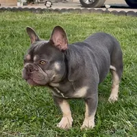 Gucci, a male French Bulldog for sale in Oxford, NC – Photo 4 of 5