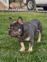 Gucci, a male French Bulldog for sale in Oxford, NC – Photo 4 of 5