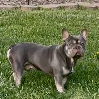 Gucci, a male French Bulldog for sale in Oxford, NC – Photo 3 of 5