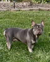 Gucci, a male French Bulldog for sale in Oxford, NC – Photo 3 of 5
