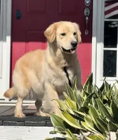 Lexi, a female Golden Retriever for sale in Oxford, NC – Photo 1 of 6