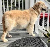 Lexi, a female Golden Retriever for sale in Oxford, NC – Photo 5 of 6