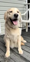Lexi, a female Golden Retriever for sale in Oxford, NC – Photo 6 of 6