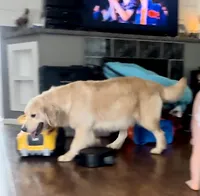 Lexi, a female Golden Retriever for sale in Oxford, NC – Photo 3 of 6