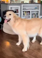 Lexi, a female Golden Retriever for sale in Oxford, NC – Photo 2 of 6