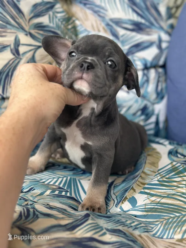 Gayle, a female Boston Terrier and French Bulldog for sale in Oxford, NC – Photo 1 of 3
