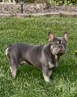 Gayle, a female Boston Terrier and French Bulldog for sale in Oxford, NC – Photo 2 of 3