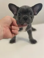 Darla, a female Boston Terrier and French Bulldog for sale in Oxford, NC – Photo 2 of 4