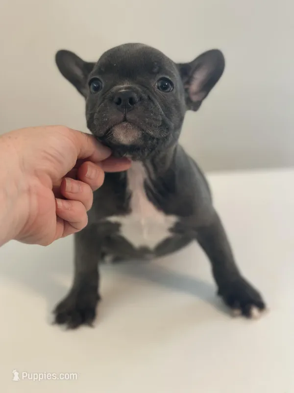 Darla, a female Boston Terrier and French Bulldog for sale in Oxford, NC – Photo 1 of 4