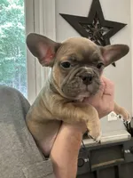 Bailer, a female Boston Terrier and French Bulldog for sale in Oxford, NC – Photo 1 of 4