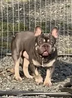 Bailer, a female Boston Terrier and French Bulldog for sale in Oxford, NC – Photo 4 of 4