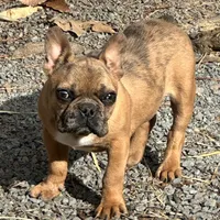 Buddy, a male French Bulldog for sale in Oxford, NC – Photo 4 of 8