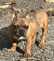 Buddy, a male French Bulldog for sale in Oxford, NC – Photo 4 of 8