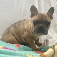 Buddy, a male French Bulldog for sale in Oxford, NC – Photo 6 of 8