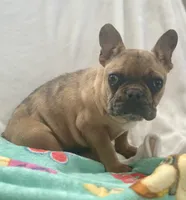 Buddy, a male French Bulldog for sale in Oxford, NC – Photo 6 of 8