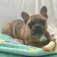 Buddy, a male French Bulldog for sale in Oxford, NC – Photo 3 of 8