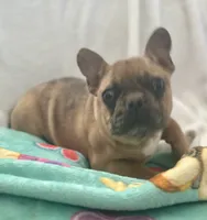 Buddy, a male French Bulldog for sale in Oxford, NC – Photo 3 of 8