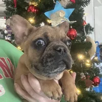 Buddy, a male French Bulldog for sale in Oxford, NC – Photo 2 of 8