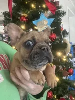 Buddy, a male French Bulldog for sale in Oxford, NC – Photo 2 of 8