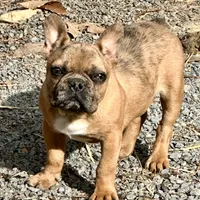 Buddy, a male French Bulldog for sale in Oxford, NC – Photo 1 of 8