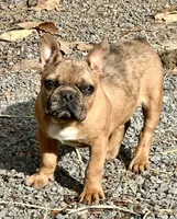 Buddy, a male French Bulldog for sale in Oxford, NC – Photo 1 of 8