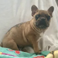 Buddy, a male French Bulldog for sale in Oxford, NC – Photo 5 of 8