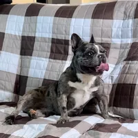 Buddy, a male French Bulldog for sale in Oxford, NC – Photo 7 of 8