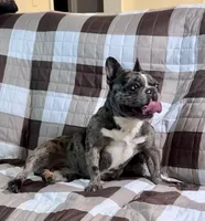 Buddy, a male French Bulldog for sale in Oxford, NC – Photo 7 of 8