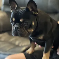 Chewy, a male French Bulldog for sale in Oxford, NC – Photo 4 of 4