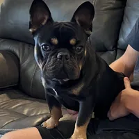 Chewy, a male French Bulldog for sale in Oxford, NC – Photo 1 of 4