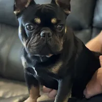 Chewy, a male French Bulldog for sale in Oxford, NC – Photo 3 of 4