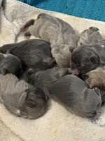 Justin, a male Boston Terrier and French Bulldog for sale in Oxford, NC – Photo 2 of 4