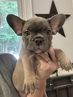 Justin, a male Boston Terrier and French Bulldog for sale in Oxford, NC – Photo 1 of 4