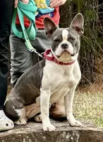Justin, a male Boston Terrier and French Bulldog for sale in Oxford, NC – Photo 3 of 4